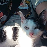 Mila is registered to the contest to win money with this photo: animal, black_and_white, cartoon, casual, cat, closeup, clothing, dwarf, ears, fur, indoor, kitten, lap, person, pet, pink_nose, shadow, shirt, sunlight, whiskers