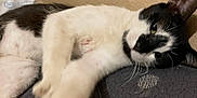 Jeep is registered to the contest to win money with this photo: animal, black_and_white, cat, close_up, comfort, cozy, cushion, domestic, feline, fur, home, indoor, paw, pet, relaxed, resting, sleepy, texture, wall, whiskers