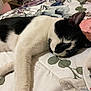 Jeep is registered to the contest to win money with this photo: animal, bed, black_and_white, cat, close_up, cozy, cute, domestic, ears, feline, floral_bedspread, fur, household, indoor, paw, pet, relaxed, resting, sleeping, whiskers