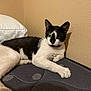 Jeep is registered to the contest to win money with this photo: animal, bedroom, black_and_white, cat, closeup, corner, domestic, feline, fur, household, indoor, laying, mattress, paw, pet, pillow, relaxed, resting, wall, whiskers