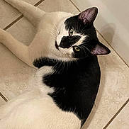 Jeep is registered to the contest to win money with this photo: animal, black_and_white, cat, companion, cute, domestic_cat, ears, feline, floor, fur, green_eyes, indoor, looking_up, lying_down, mammal, pet, relaxed, resting, tile, whiskers