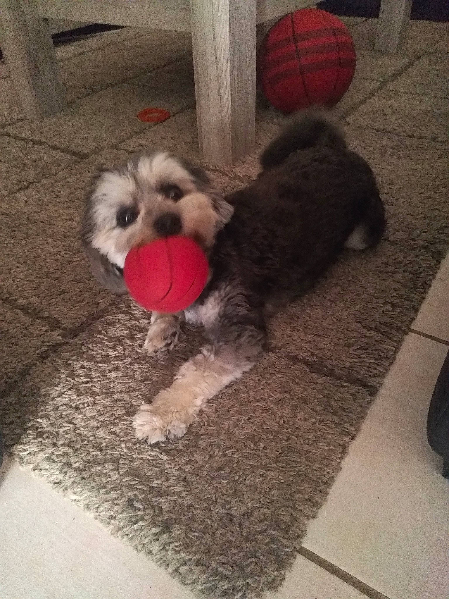 Perlita a rejoint le concours — aidez-le/la à gagner de superbes lots ! ball, canidae, carmine, carnivore, comfort, companion_dog, dog, dog_breed, dog_supply, flooring, fur, pet_supply, pumpkin, snout, sporting_group, stuffed_toy, tail, toy, toy_dog, vertebrate