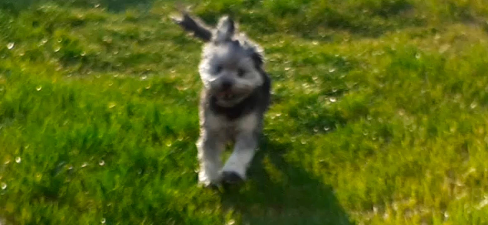 Perlita a rejoint le concours — aidez-le/la à gagner de superbes lots ! canidae, carnivore, companion_dog, dog, dog_breed, grass, grassland, groundcover, pasture, sporting_group, tail, working_animal, working_dog