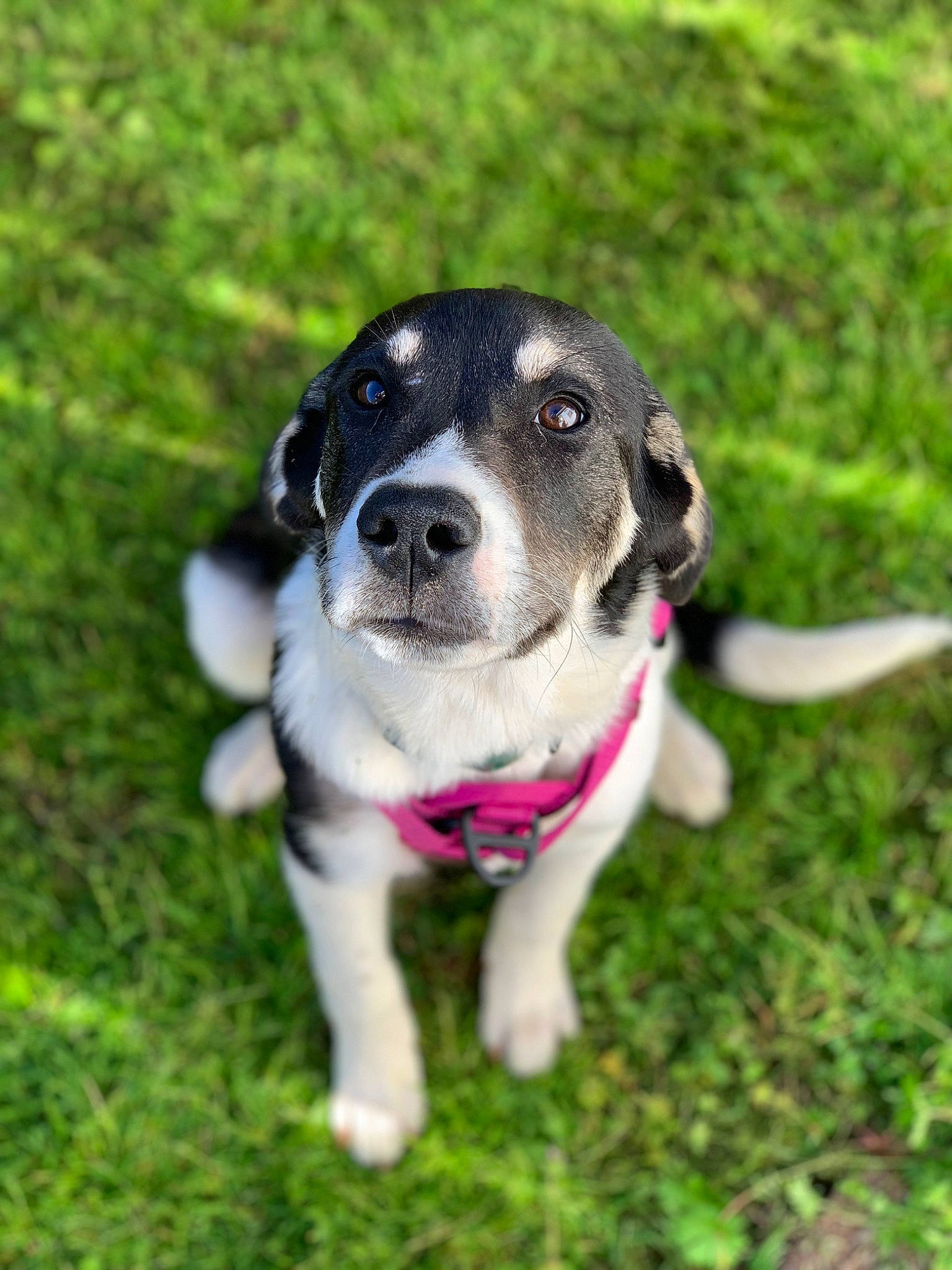 Josephine joined the competition — help win amazing prizes! canidae, carnivore, collar, companion_dog, dog, dog_breed, dog_collar, fashion_accessory, fawn, garden, grass, leash, plant, sporting_group, tail, toy, vertebrate, whiskers, working_animal, working_dog