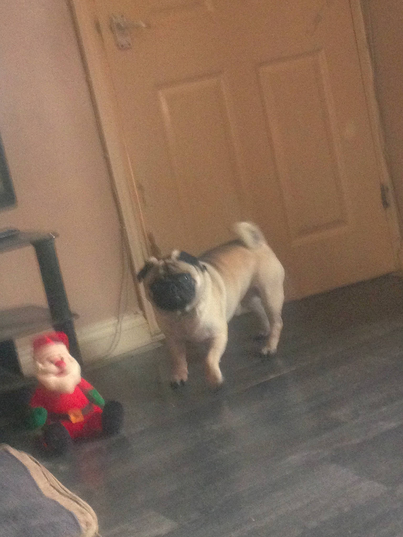 Cooper joined the competition — help win amazing prizes! canidae, carnivore, companion_dog, dog, dog_breed, fawn, floor, french_bulldog, hardwood, mammal, non_sporting_group, pug, puppy, snout, tail, toy_dog, wood