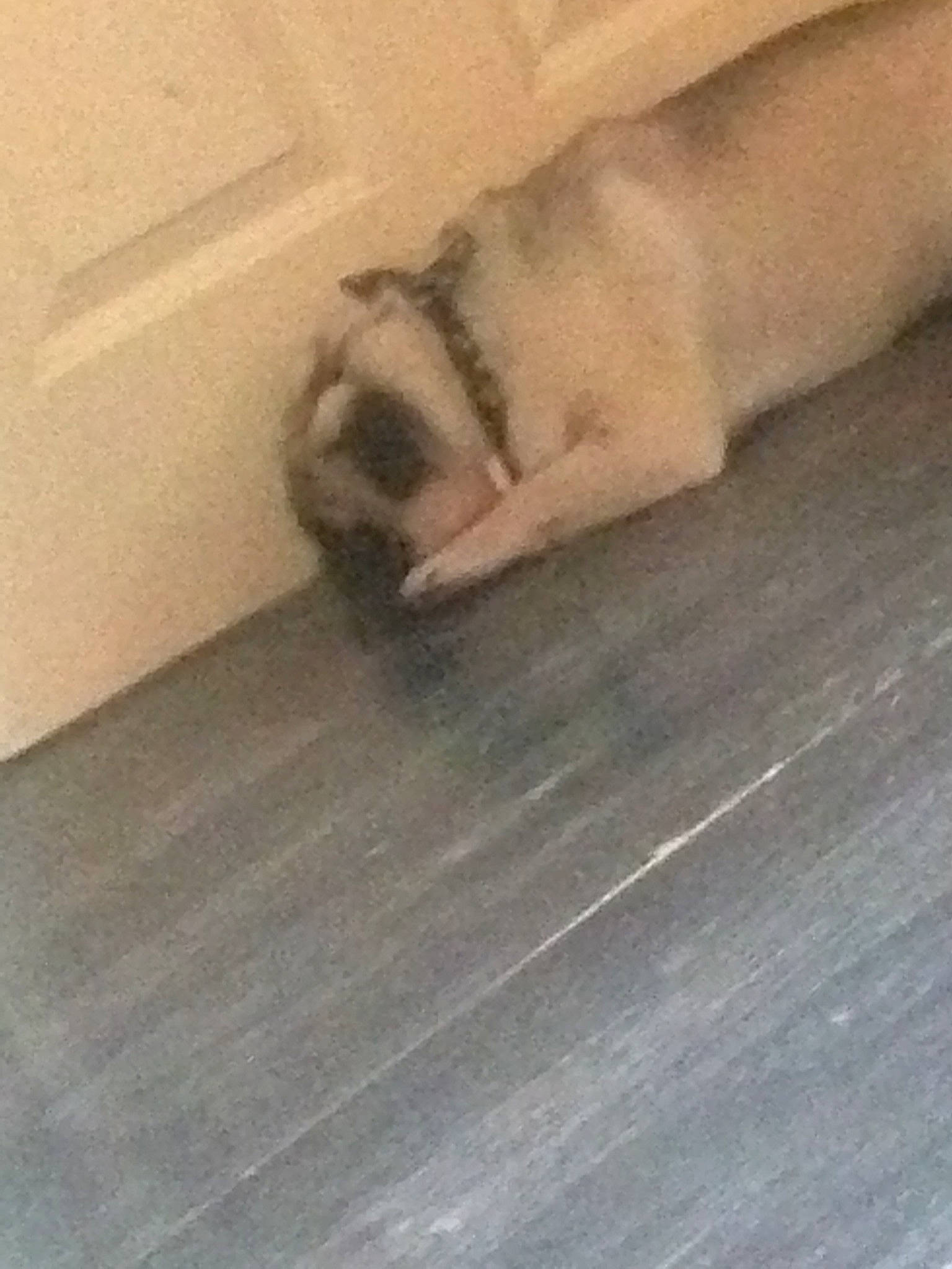 Cooper joined the competition — help win amazing prizes! bulldog, canidae, carnivore, companion_dog, dog, dog_breed, fawn, floor, flooring, french_bulldog, hardwood, laminate_flooring, non_sporting_group, pug, puppy, tail, toy_dog, wood, wood_flooring