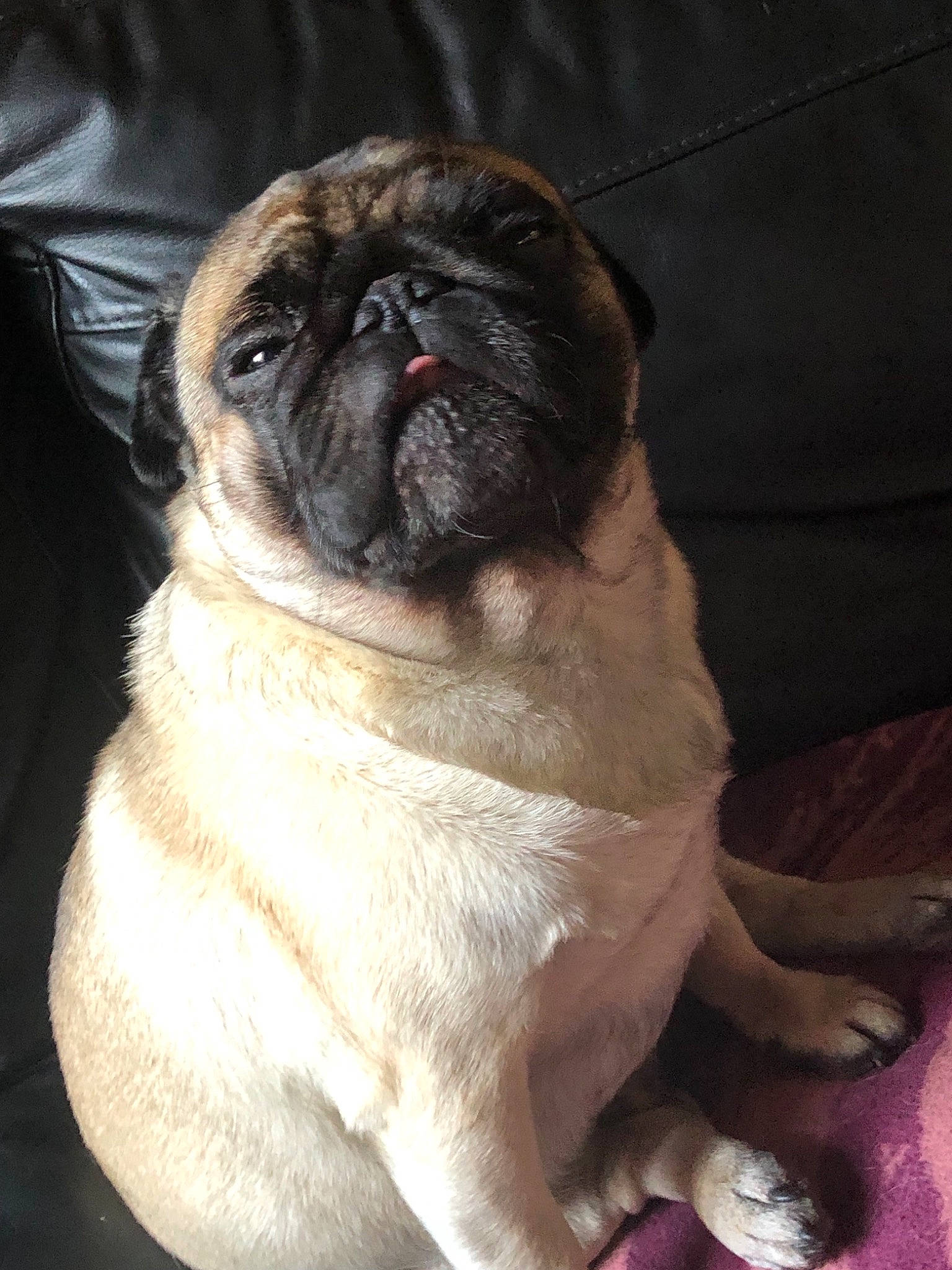 Cooper is registered to the contest to win money with this photo: ancient_dog_breeds, canidae, carnivore, companion_dog, dog, dog_breed, fawn, mammal, pug, puppy, puppy_love, skin, snout, sporting_group, toy_dog, vertebrate, whiskers, wrinkle