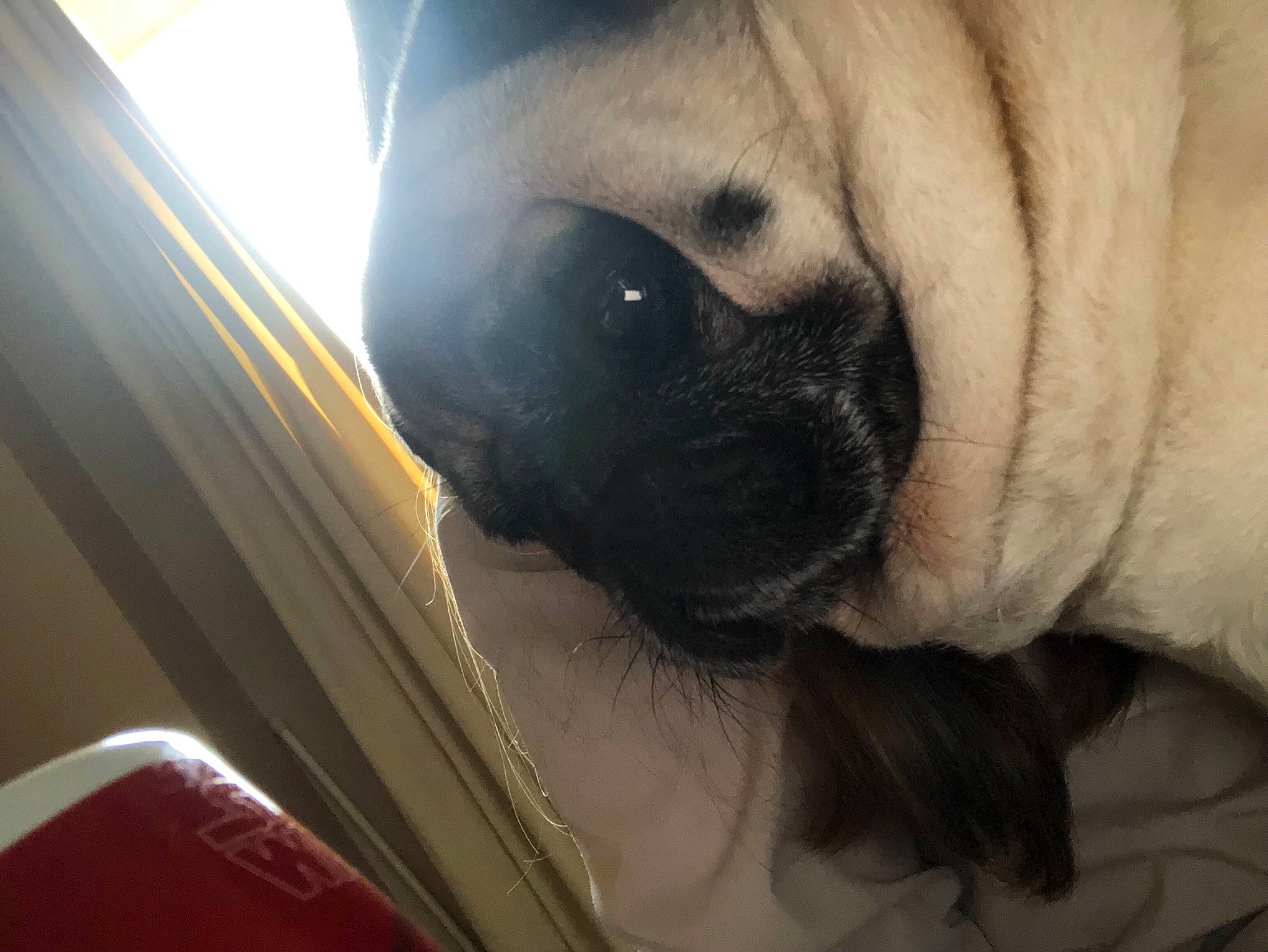 Bishop is registered to the contest to win money with this photo: canidae, carnivore, dog, dog_breed, ear, eye, fawn, mouth, nose, pug, skin, snout, wrinkle