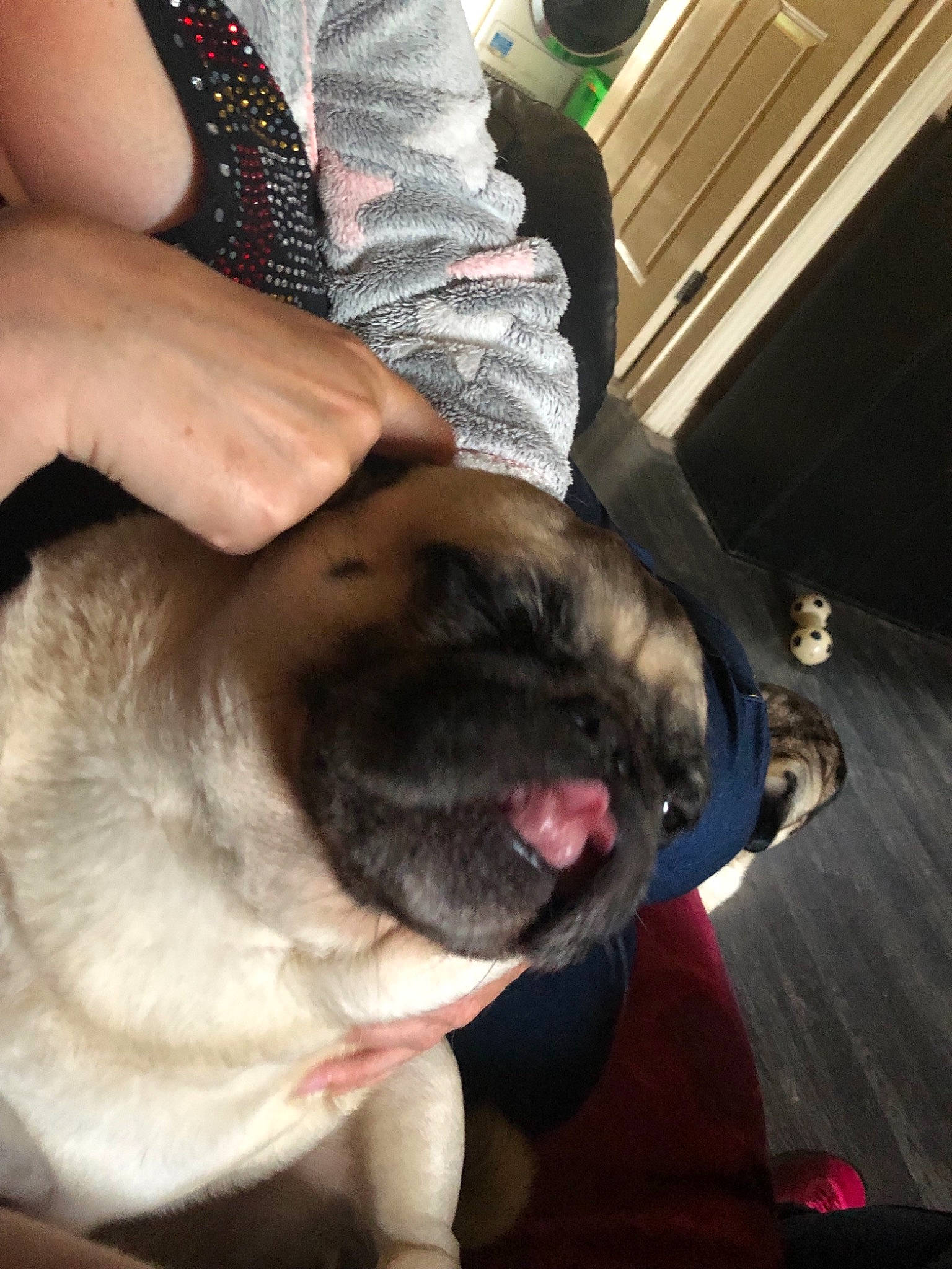 Bishop is registered to the contest to win money with this photo: canidae, carnivore, companion_dog, dog, dog_breed, fawn, non_sporting_group, pug, puppy_love, skin, snout, toy_dog, wrinkle