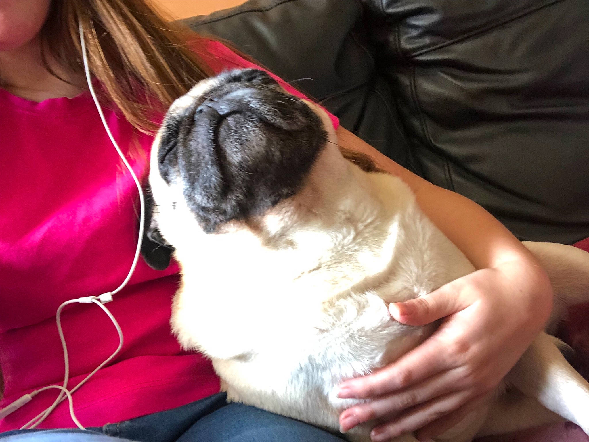 Bishop is registered to the contest to win money with this photo: canidae, carnivore, companion_dog, dog, dog_breed, ear, fawn, fur, non_sporting_group, pug, puppy, puppy_love, shih_tzu, snout, sporting_group, toy_dog