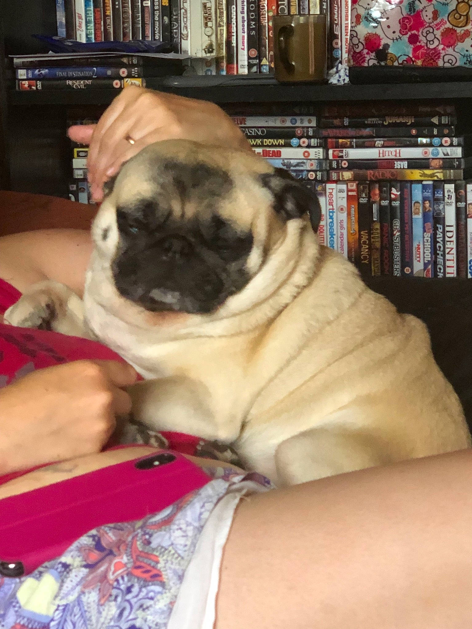 Bishop joined the competition — help win amazing prizes! bullmastiff, canidae, carnivore, companion_dog, dog, dog_breed, fawn, mammal, pug, puppy, puppy_love, skin, snout, toy_dog, vertebrate, wrinkle