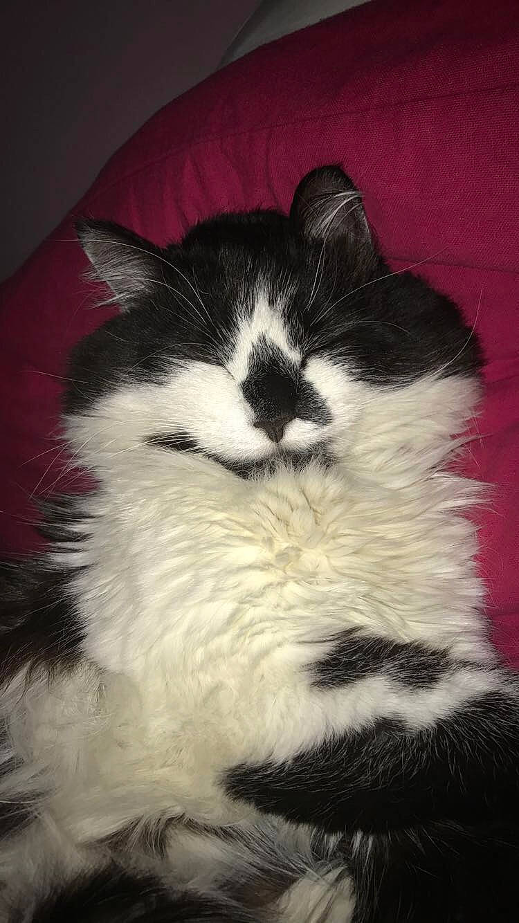 Mino participe au concours pour gagner de l'argent avec cette photo : art, carnivore, cat, claw, comfort, domestic_short_haired_cat, ear, eye, felidae, fur, paw, plant, small_to_medium_sized_cats, snout, tail, whiskers