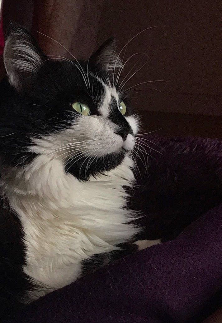 Mino a rejoint le concours — aidez-le/la à gagner de superbes lots ! carnivore, cat, claw, comfort, darkness, domestic_short_haired_cat, felidae, flash_photography, foot, formal_wear, fur, monochrome_photography, paw, shadow, small_to_medium_sized_cats, snout, tail, tints_and_shades, whiskers, window