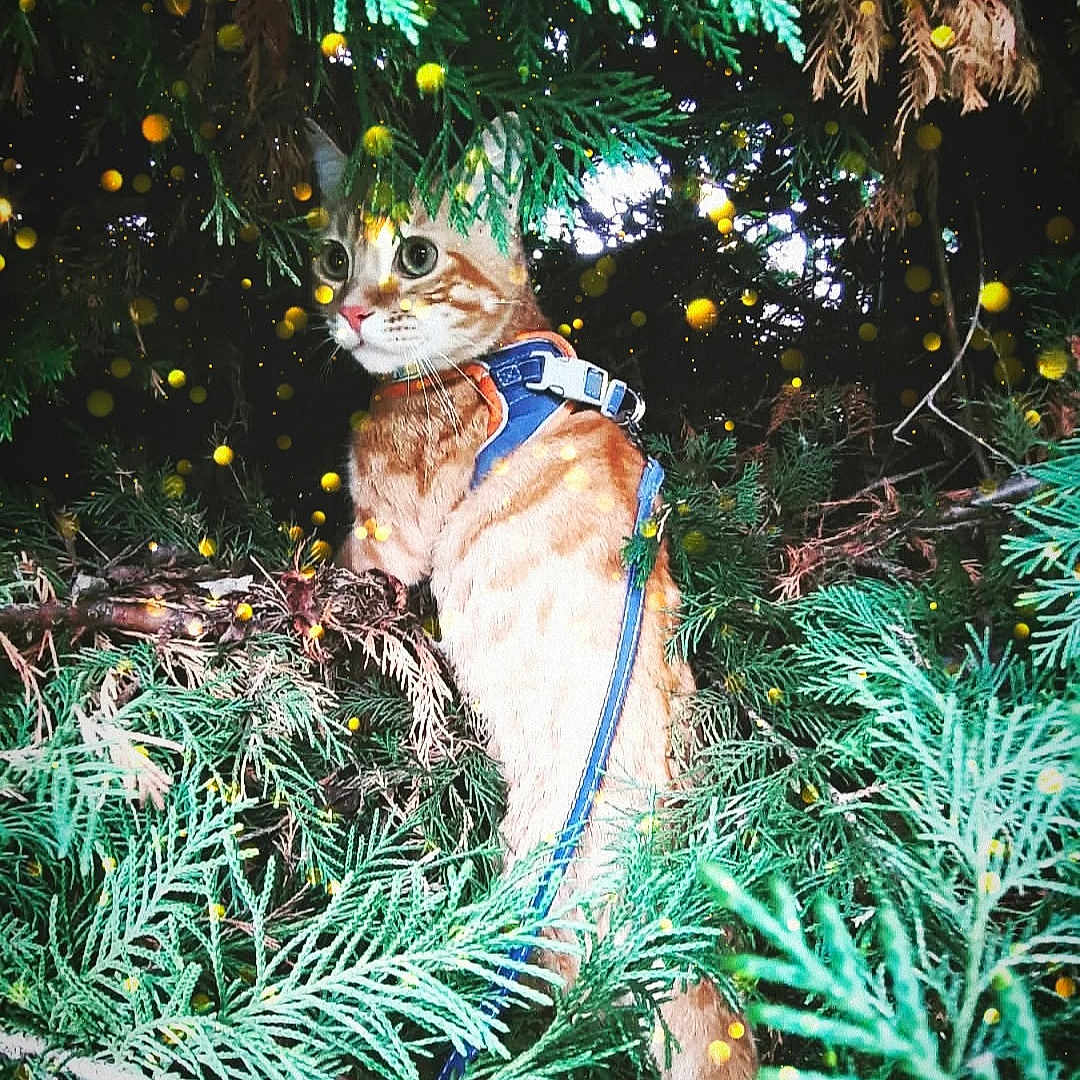 Mikan a rejoint le concours — aidez-le/la à gagner de superbes lots ! accessories, conifer, face, grass, green, grove, head, herbal, herbs, jungle, land, leaf, nature, outdoors, plant, pottedplant, rainforest, tree, vegetation, woodland