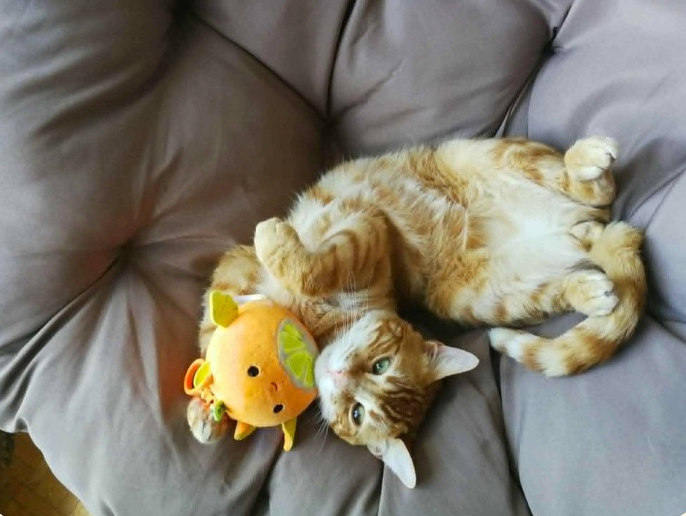 Mikan a rejoint le concours — aidez-le/la à gagner de superbes lots ! animal, baby, ball, blanket, cat, couch, cushion, furniture, homedecor, indoors, kitten, person, pet, pillow, plush, sleeping, sport, tennis, tennisball, toy