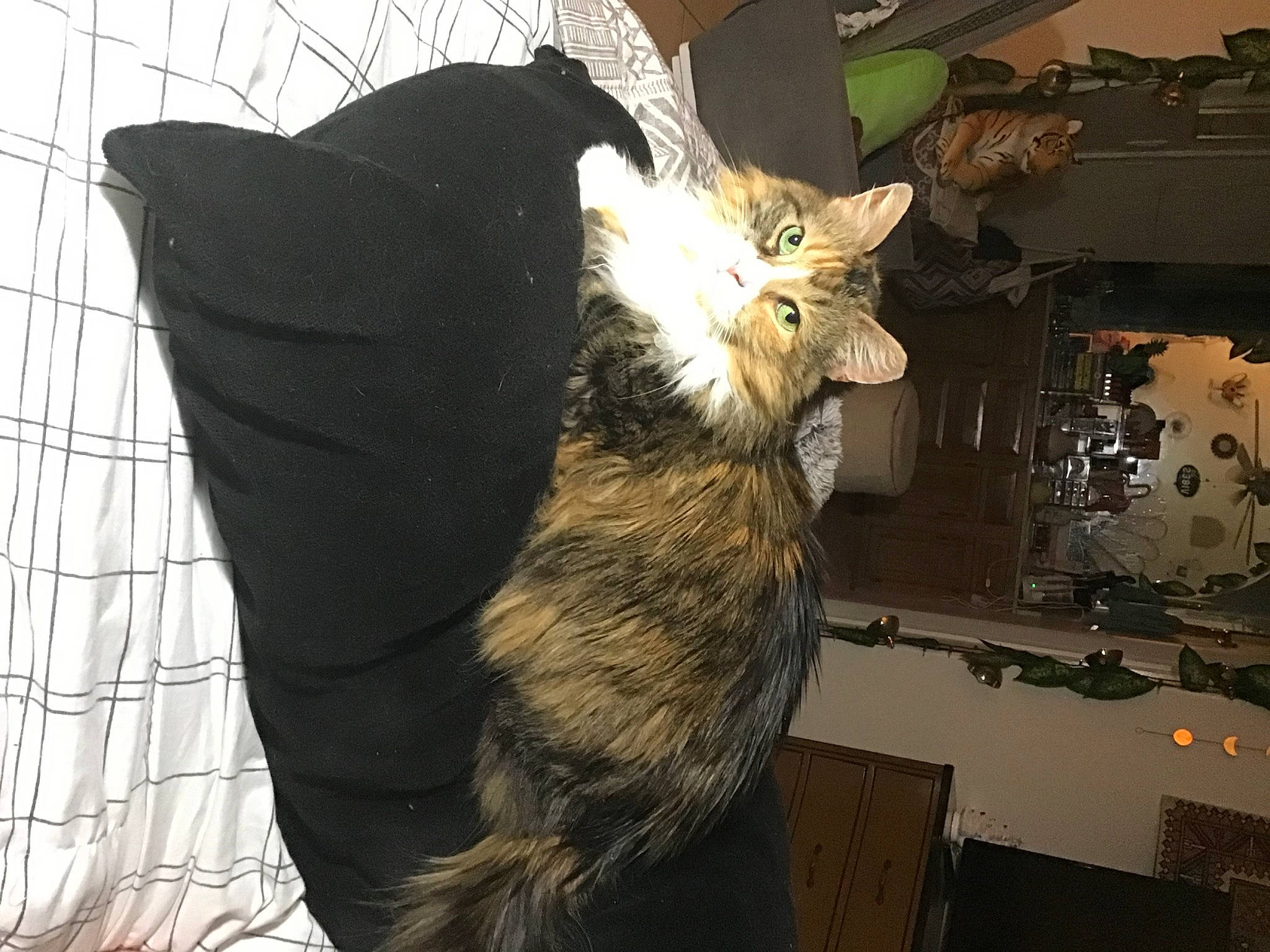 Beatrice is registered to the contest to win money with this photo: animal_shelter, art, canidae, carnivore, claw, dog_breed, domestic_short_haired_cat, feather, felidae, fur, mesh, small_to_medium_sized_cats, snout, tail, terrestrial_animal, whiskers, wire_fencing