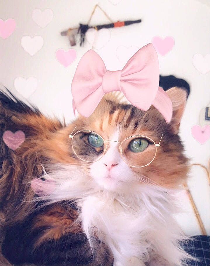 Beatrice is registered to the contest to win money with this photo: carnivore, cat, event, eyewear, fashion_accessory, felidae, font, fur, happy, hat, magenta, paw, peach, petal, photo_caption, pink, small_to_medium_sized_cats, tail, whiskers