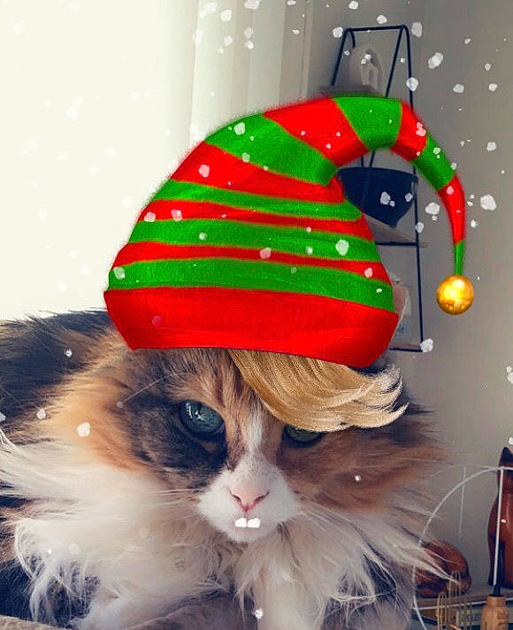 Beatrice joined the competition — help win amazing prizes! cap, carnivore, cat, christmas, christmas_decoration, christmas_ornament, costume_hat, event, felidae, fur, happy, hat, headgear, holiday, holiday_ornament, ornament, santa_claus, small_to_medium_sized_cats, tree, whiskers