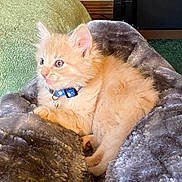 Nutterbutter joined the competition — help win amazing prizes! animal, blanket, blue_collar, cat, collar, cute, domestic, feline, fluffy, fur, green_towel, indoor, kitten, orange, pet, plush, resting, small, soft, young