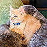animal, blanket, blue_collar, cat, collar, cute, domestic, feline, fluffy, fur, green_towel, indoor, kitten, orange, pet, plush, resting, small, soft, young