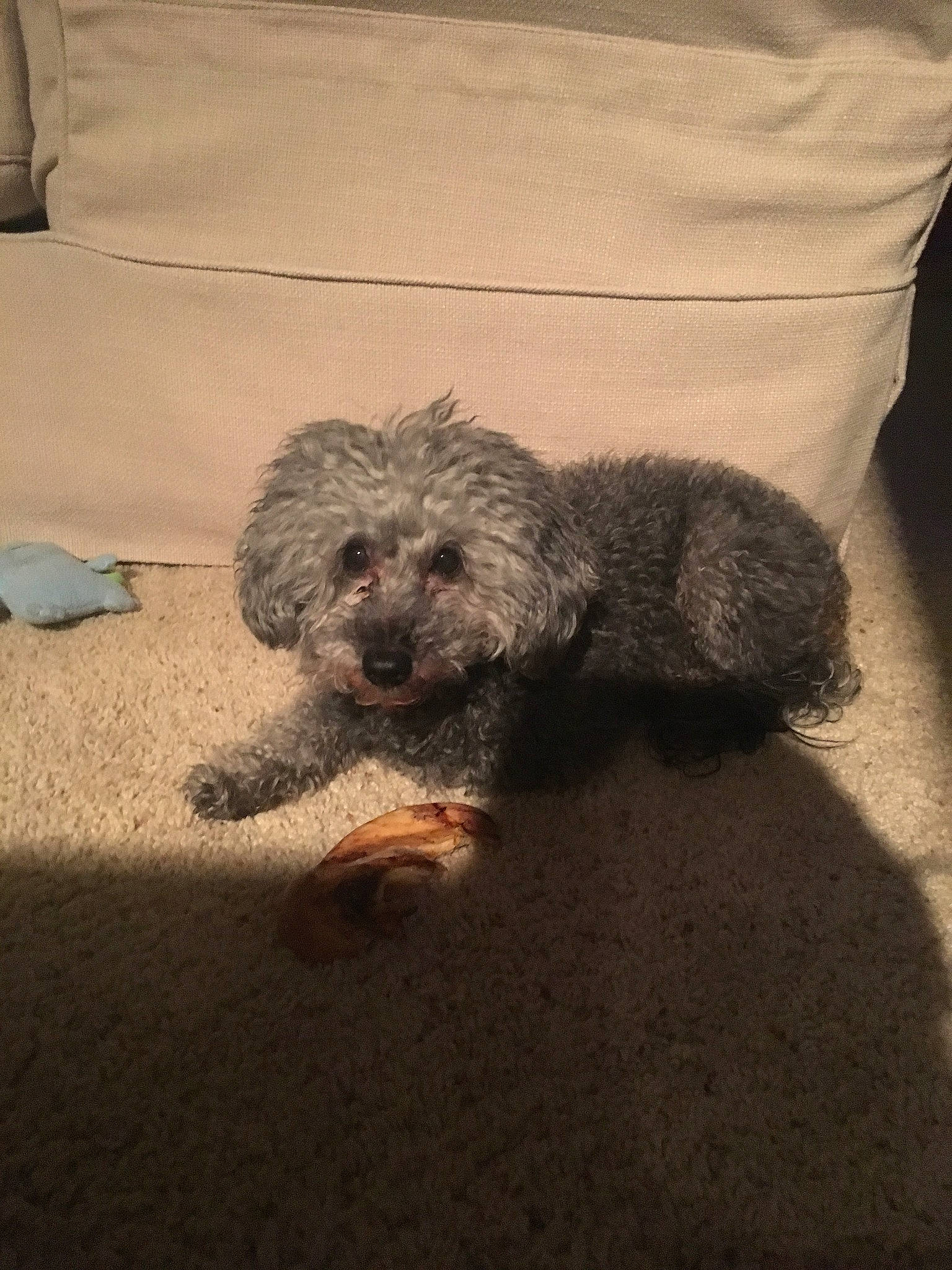 Lilly joined the competition — help win amazing prizes! bolonka, canidae, carnivore, cockapoo, dog, dog_breed, glen_of_imaal_terrier, lagotto_romagnolo, maltepoo, mammal, miniature_poodle, poodle_crossbreed, puppy, schnoodle, snout, spanish_water_dog, sporting_group, terrier, toy_poodle, vertebrate