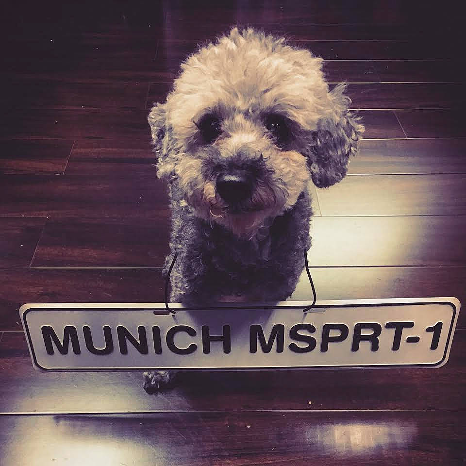 Lilly joined the competition — help win amazing prizes! bolonka, canidae, carnivore, cockapoo, companion_dog, dandie_dinmont_terrier, dog, dog_breed, goldendoodle, lagotto_romagnolo, miniature_poodle, poodle, poodle_crossbreed, puppy, schnoodle, snout, spanish_water_dog, terrier, toy_dog, toy_poodle