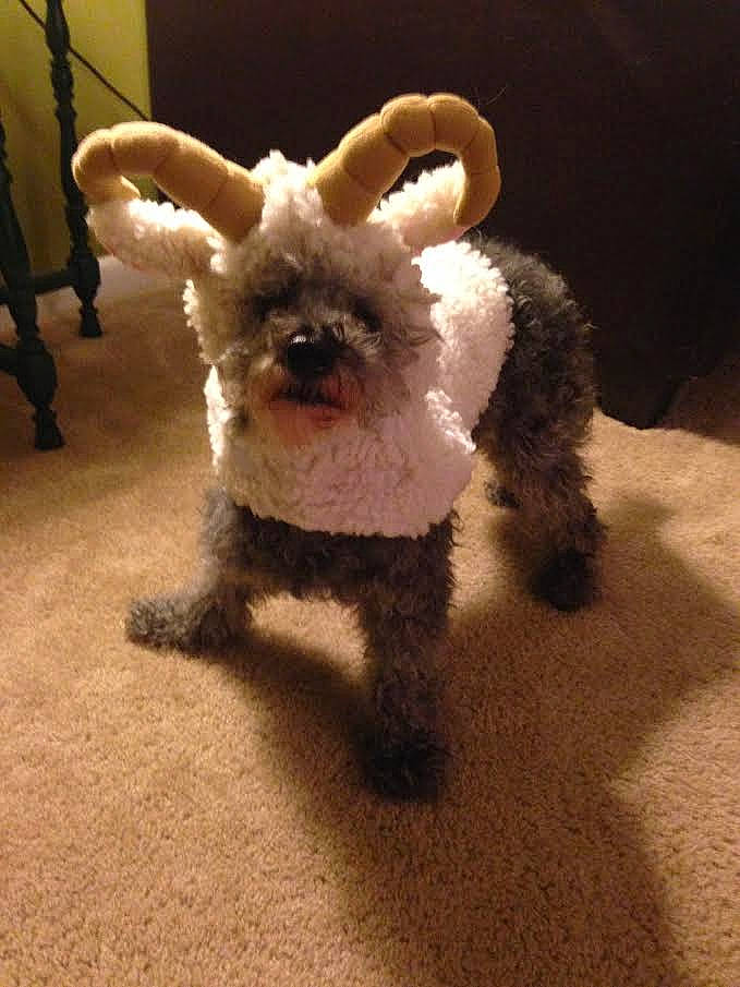 Lilly joined the competition — help win amazing prizes! canidae, carnivore, companion_dog, dog, dog_breed, ear, fawn, fur, miniature_schnauzer, non_sporting_group, puppy, rare_breed_dog, schnauzer, schnoodle, sealyham_terrier, snout, terrier, toy_dog, toy_poodle