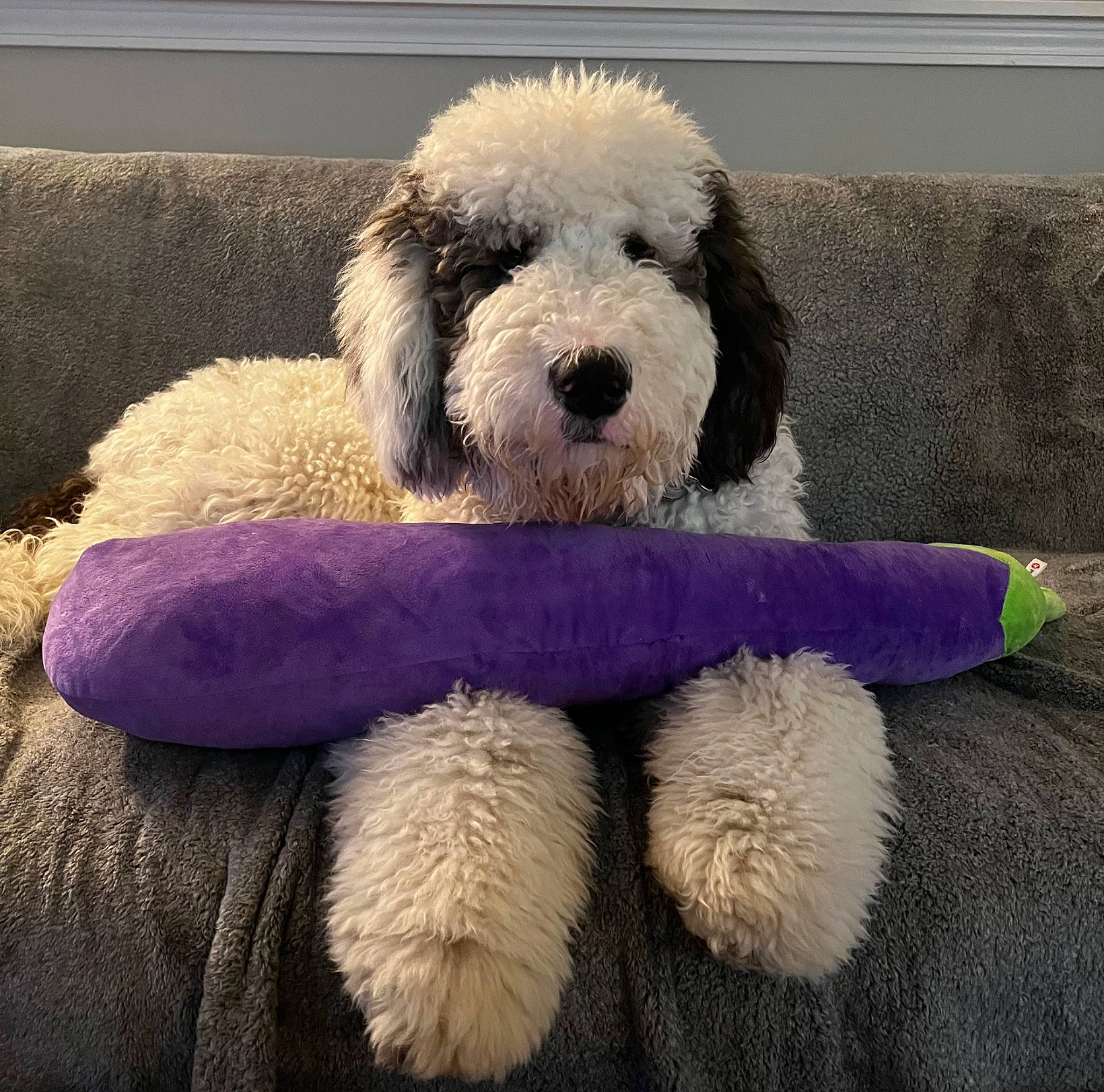 Falkor joined the competition — help win amazing prizes! canidae, carnivore, companion_dog, couch, dog, dog_bed, dog_breed, dog_collar, dog_supply, fur, labradoodle, poodle, puppy_love, snout, sporting_group, stuffed_toy, terrier, toy, toy_dog, water_dog