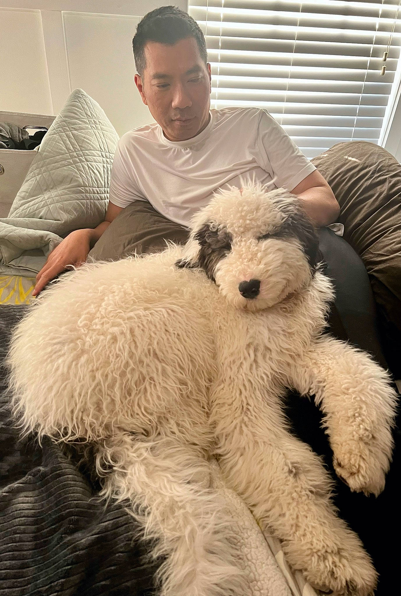 Falkor is registered to the contest to win money with this photo: canidae, comfort, companion_dog, dog_breed, fashion_design, fur, head, non_sporting_group, poodle, sheep, sitting, snout, sporting_group, toy, water_dog, window_blind