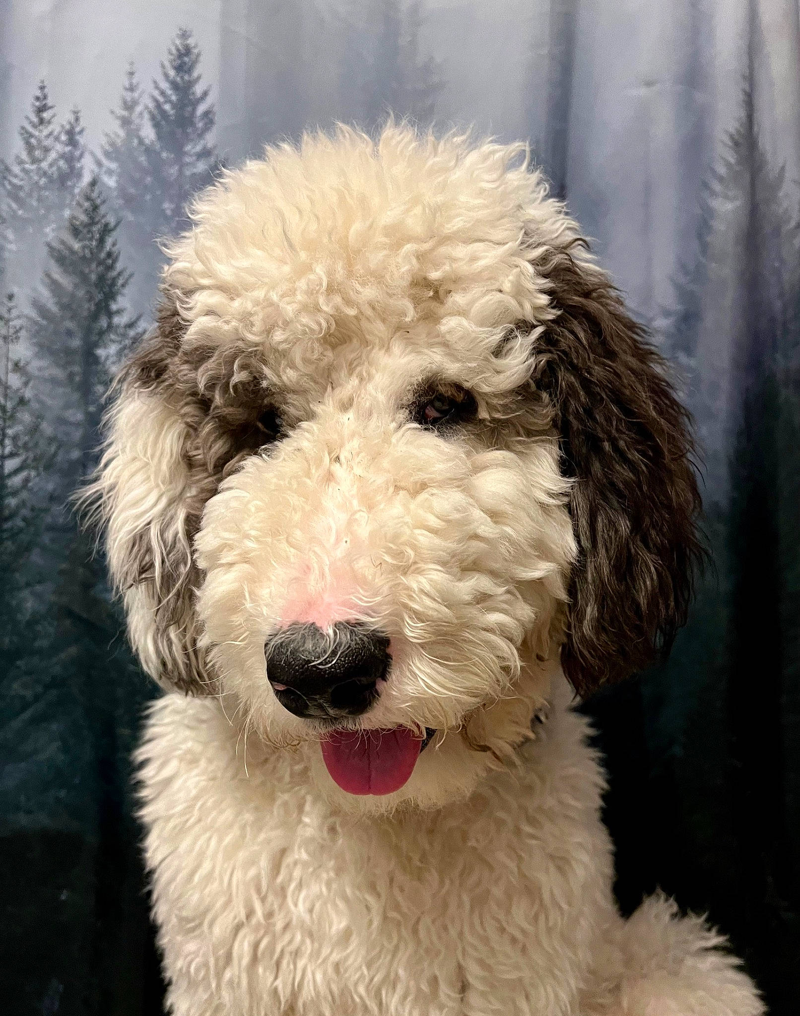 Falkor joined the competition — help win amazing prizes! carnivore, collar, companion_dog, dog, dog_breed, dog_collar, fur, non_sporting_group, pet_supply, snout, sporting_group, terrestrial_animal, water_dog, working_animal