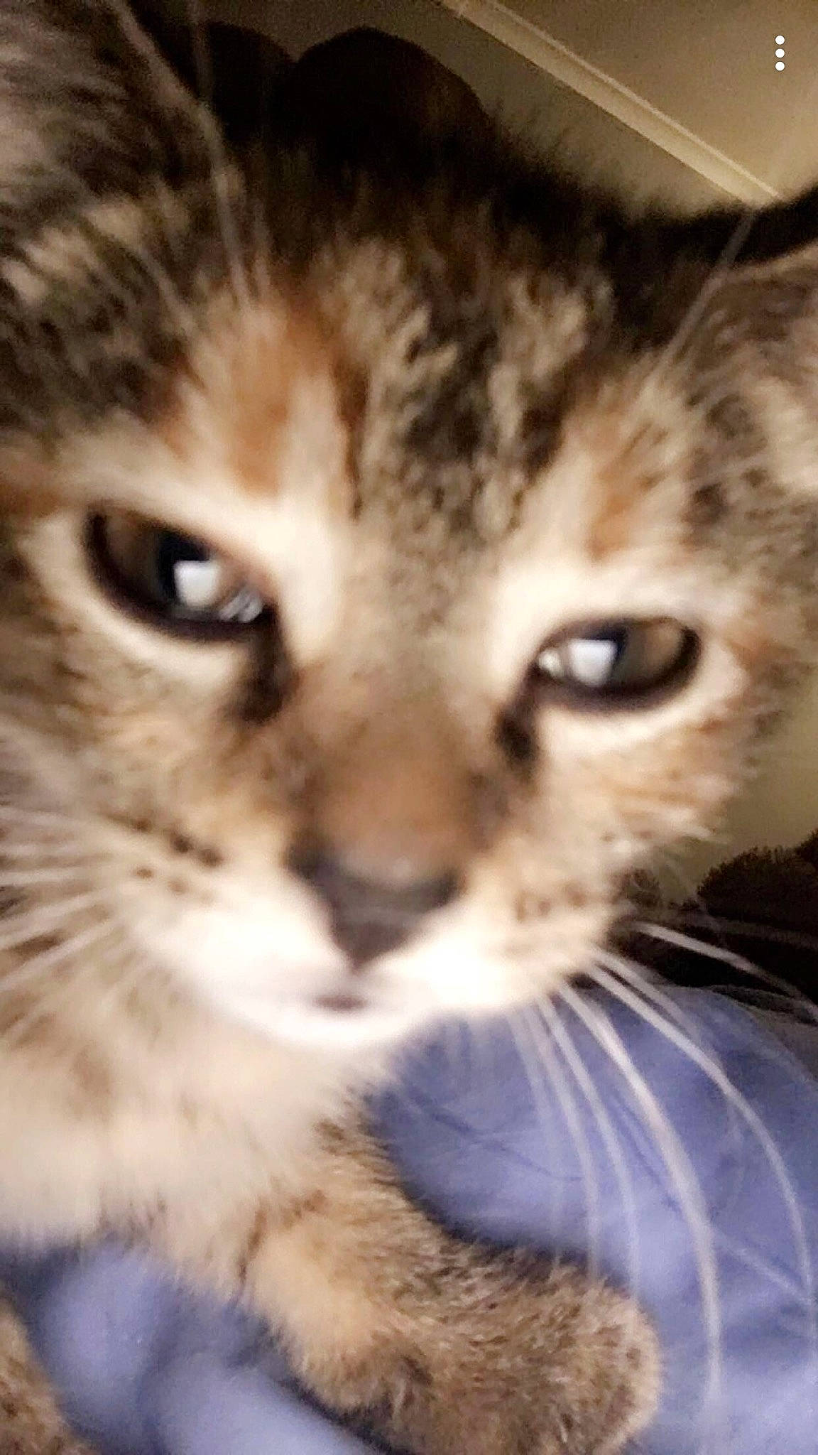 Cookie joined the competition — help win amazing prizes! aegean_cat, american_shorthair, american_wirehair, asian, carnivore, cat, close_up, domestic_short_haired_cat, dragon_li, european_shorthair, eye, felidae, kitten, mammal, nose, small_to_medium_sized_cats, snout, tabby_cat, vertebrate, whiskers