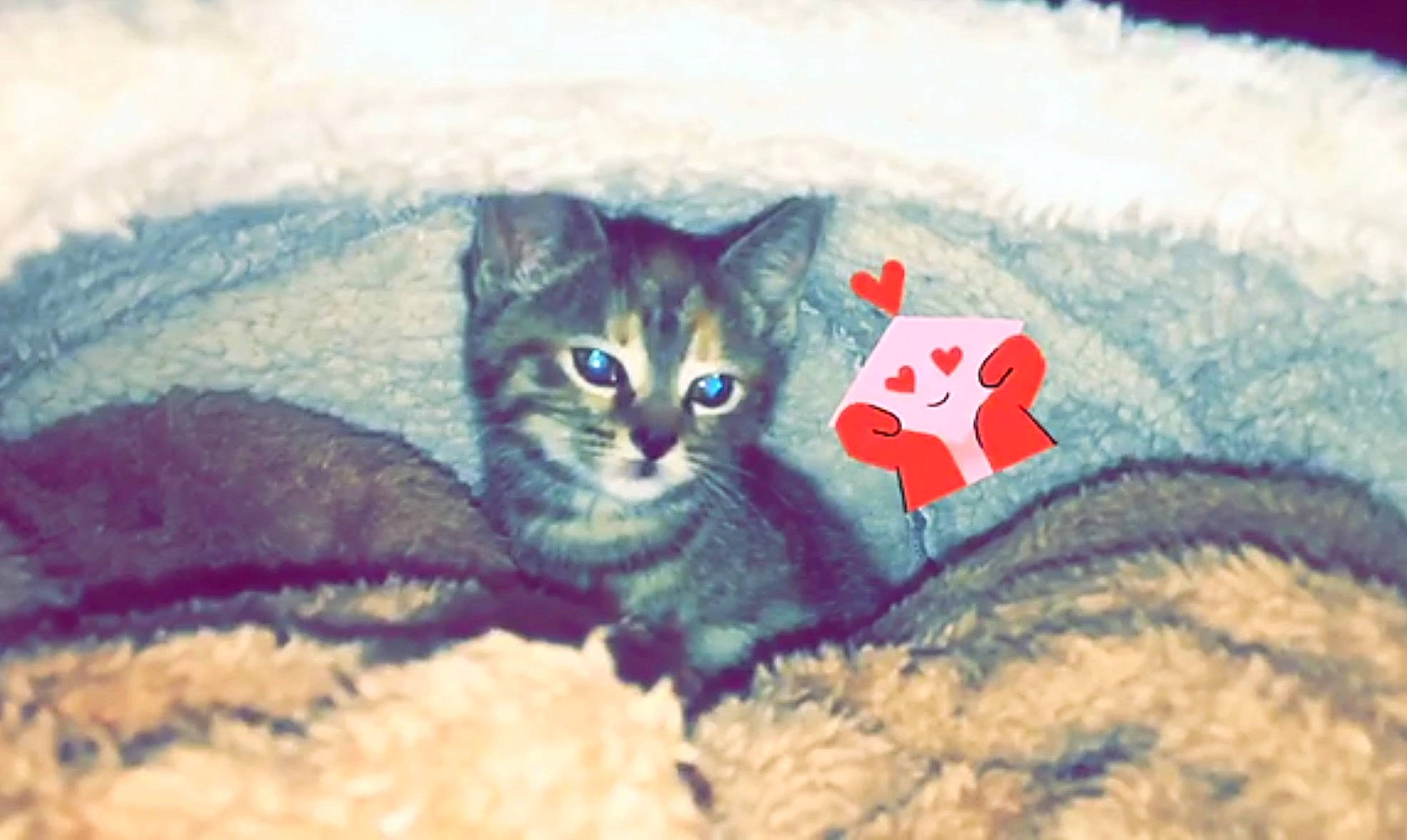 Cookie is registered to the contest to win money with this photo: asian, carnivore, cat, domestic_short_haired_cat, european_shorthair, felidae, illustration, kitten, small_to_medium_sized_cats, tabby_cat, tail, whiskers