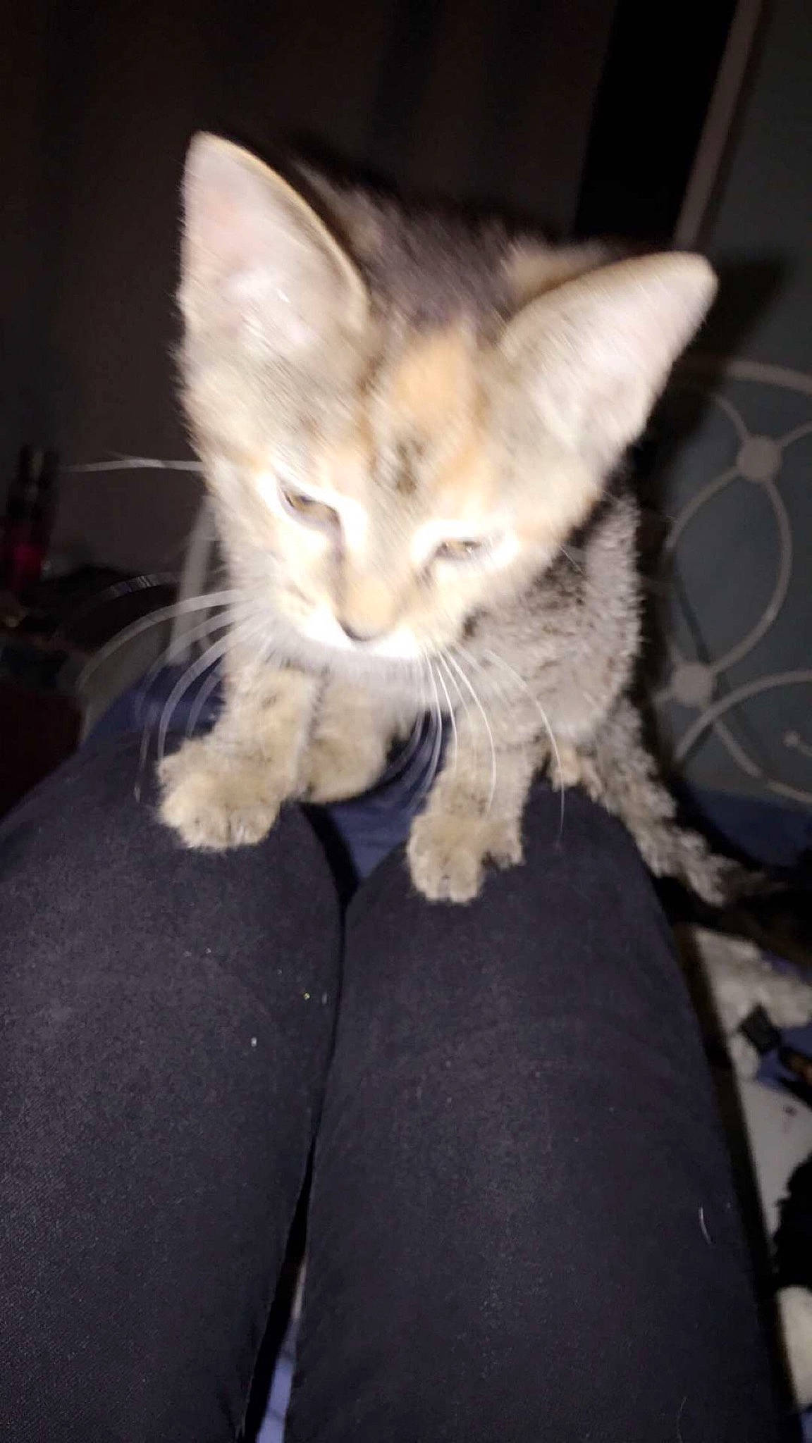 Cookie is registered to the contest to win money with this photo: asian, carnivore, cat, devon_rex, domestic_short_haired_cat, ear, european_shorthair, fawn, felidae, fur, german_rex, kitten, leg, mammal, ojos_azules, oriental_longhair, polydactyl_cat, small_to_medium_sized_cats, tail, whiskers