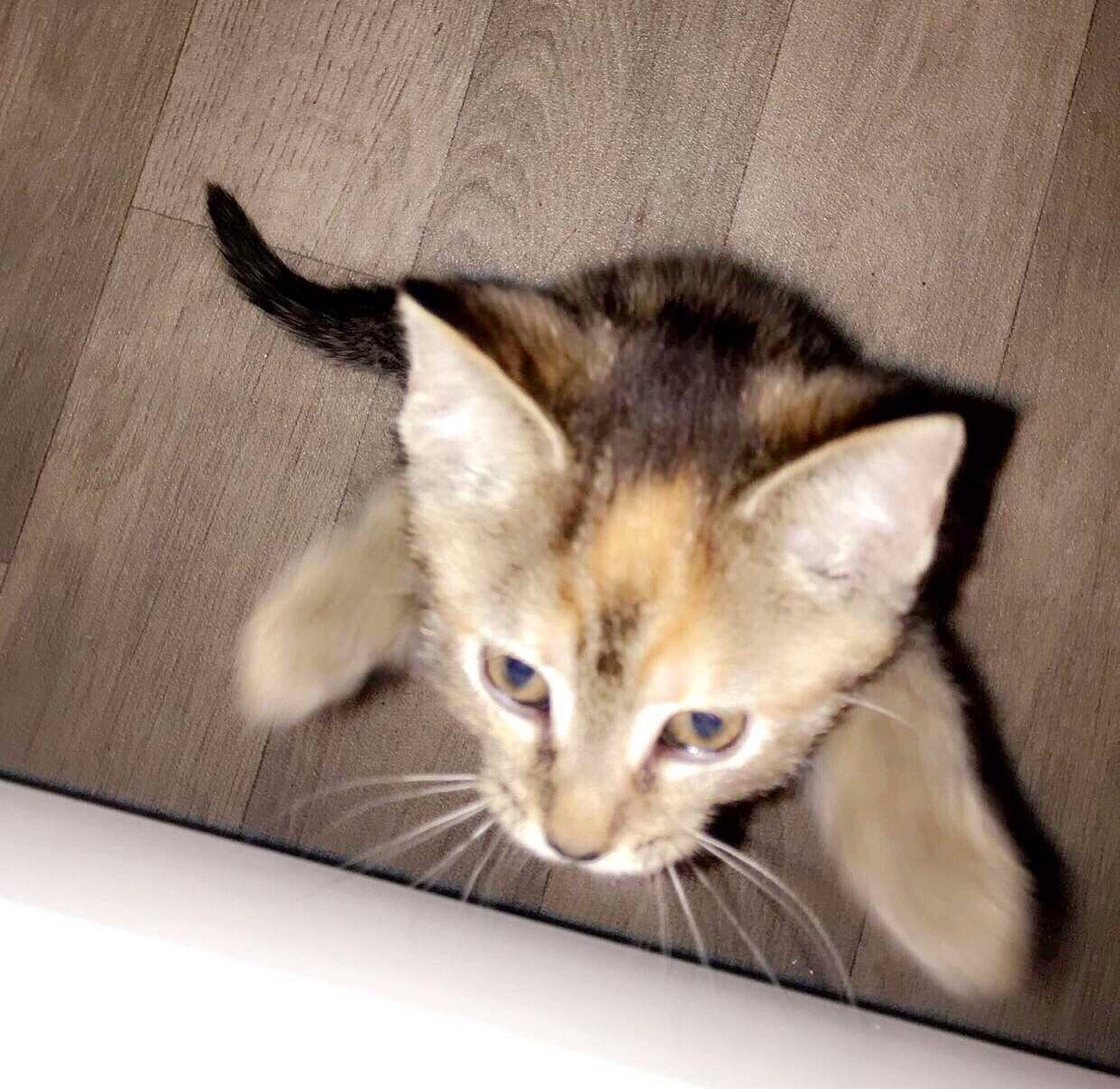 Cookie is registered to the contest to win money with this photo: abyssinian, asian, balinese, carnivore, cat, european_shorthair, fawn, felidae, javanese, kitten, mammal, ojos_azules, oriental_longhair, oriental_shorthair, singapura, small_to_medium_sized_cats, sokoke, somali, vertebrate, whiskers