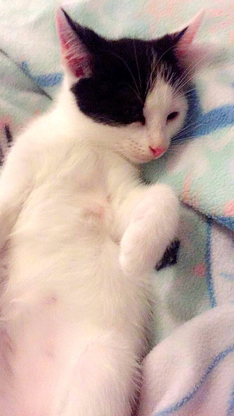 Pixie is registered to the contest to win money with this photo: aegean_cat, carnivore, cat, domestic_short_haired_cat, ear, felidae, fur, japanese_bobtail, kitten, mammal, nose, paw, polydactyl_cat, small_to_medium_sized_cats, snout, turkish_angora, turkish_van, whiskers