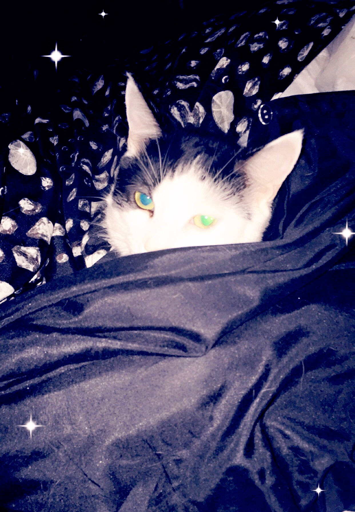 Pixie is registered to the contest to win money with this photo: black_and_white, blue, carnivore, cat, domestic_short_haired_cat, eye, felidae, fur, kitten, ojos_azules, sky, small_to_medium_sized_cats, space, turkish_angora, whiskers