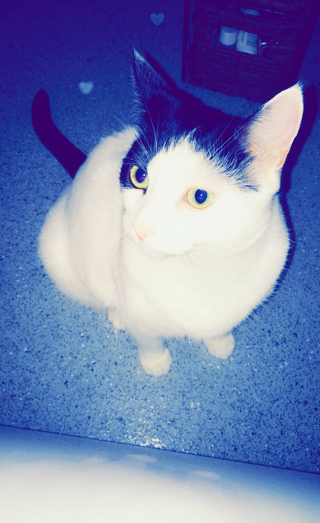 Pixie is registered to the contest to win money with this photo: aegean_cat, american_wirehair, blue, carnivore, cat, domestic_short_haired_cat, eye, felidae, fur, japanese_bobtail, kitten, ojos_azules, paw, polydactyl_cat, sky, small_to_medium_sized_cats, tail, turkish_angora, turkish_van, whiskers