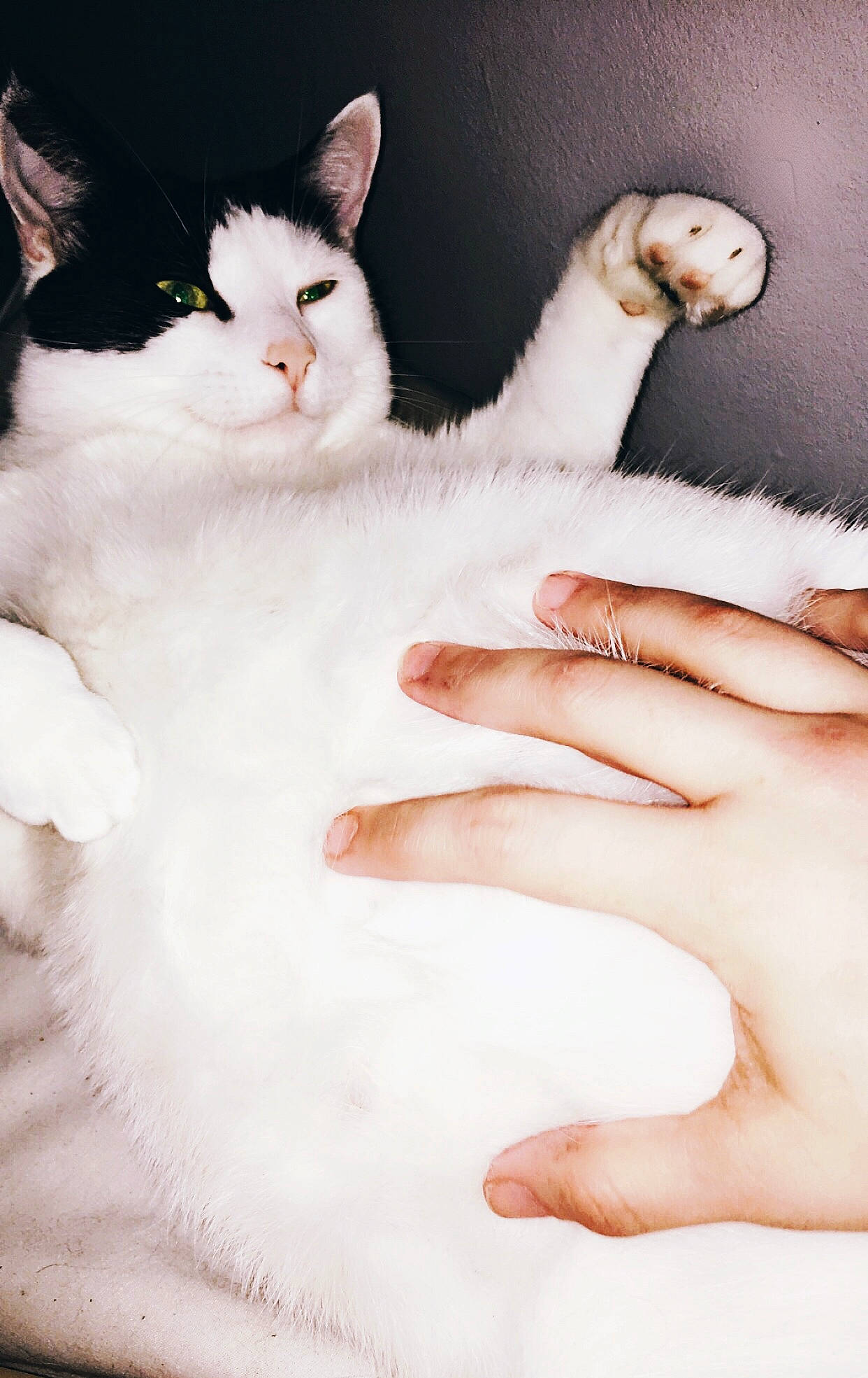 Pixie joined the competition — help win amazing prizes! carnivore, cat, felidae, finger, fur, gesture, hand, kitten, nail, norwegian_forest_cat, paw, polydactyl_cat, skin, small_to_medium_sized_cats, tail, turkish_angora, turkish_van, whiskers, white