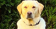 Ugo a rejoint le concours — aidez-le/la à gagner de superbes lots ! animal, bushes, calm, canine, collar, daylight, dog, fur, garden, grass, labrador_retriever, mammal, nature, outdoor, pet, portrait, sitting, sunlight, watchful, yellow_dog