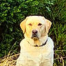 Ugo a rejoint le concours — aidez-le/la à gagner de superbes lots ! dog, labrador_retriever, yellow_dog, pet, animal, outdoor, grass, bushes, nature, sunlight, portrait, sitting, canine, fur, collar, watchful, calm, daylight, garden, mammal