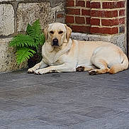 Ugo a rejoint le concours — aidez-le/la à gagner de superbes lots ! dog, labrador_retriever, yellow_dog, lying_down, tile_floor, brick_wall, stone_wall, plant, fern, outdoor, pet, canine, resting, animal, quiet, calm, nature, relaxed, companion, daylight
