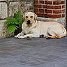 dog, labrador_retriever, yellow_dog, lying_down, tile_floor, brick_wall, stone_wall, plant, fern, outdoor, pet, canine, resting, animal, quiet, calm, nature, relaxed, companion, daylight