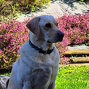Ugo participe au concours pour gagner de l'argent avec cette photo : animal, canine, collar, daylight, dog, flowers, garden, grass, labrador_retriever, leafy_bushes, mammal, nature, outdoor, pet, pink_flowers, portrait, serene, sitting, sunlight, yellow_dog