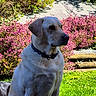 dog, labrador_retriever, yellow_dog, pet, animal, outdoor, garden, flowers, pink_flowers, grass, sunlight, collar, sitting, nature, leafy_bushes, daylight, canine, mammal, serene, portrait