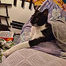 cat, black_and_white_cat, bed, blanket, paw, indoor, furniture, toy, relaxed, animal, pet, cozy, fabric, stretching, comfort, household, resting, fur, whiskers, domestic_animal