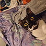 Mia participe au concours pour gagner de l'argent avec cette photo : cat, black_and_white, wide_eyes, blanket, bed, purple_bedspread, floral_pattern, indoor, pet, curious, whiskers, feline, resting, cozy, domestic_animal, cute, animal, lying_down, soft_texture, home