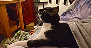 Mia participe au concours pour gagner de l'argent avec cette photo :