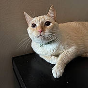 Simba joined the competition — help win amazing prizes! cat, cream_colored, pet, indoor, animal, whiskers, collar, feline, curious, closeup, fur, paw, relaxed, domestic, mammal, portrait, looking_up, black_surface, wall, cute
