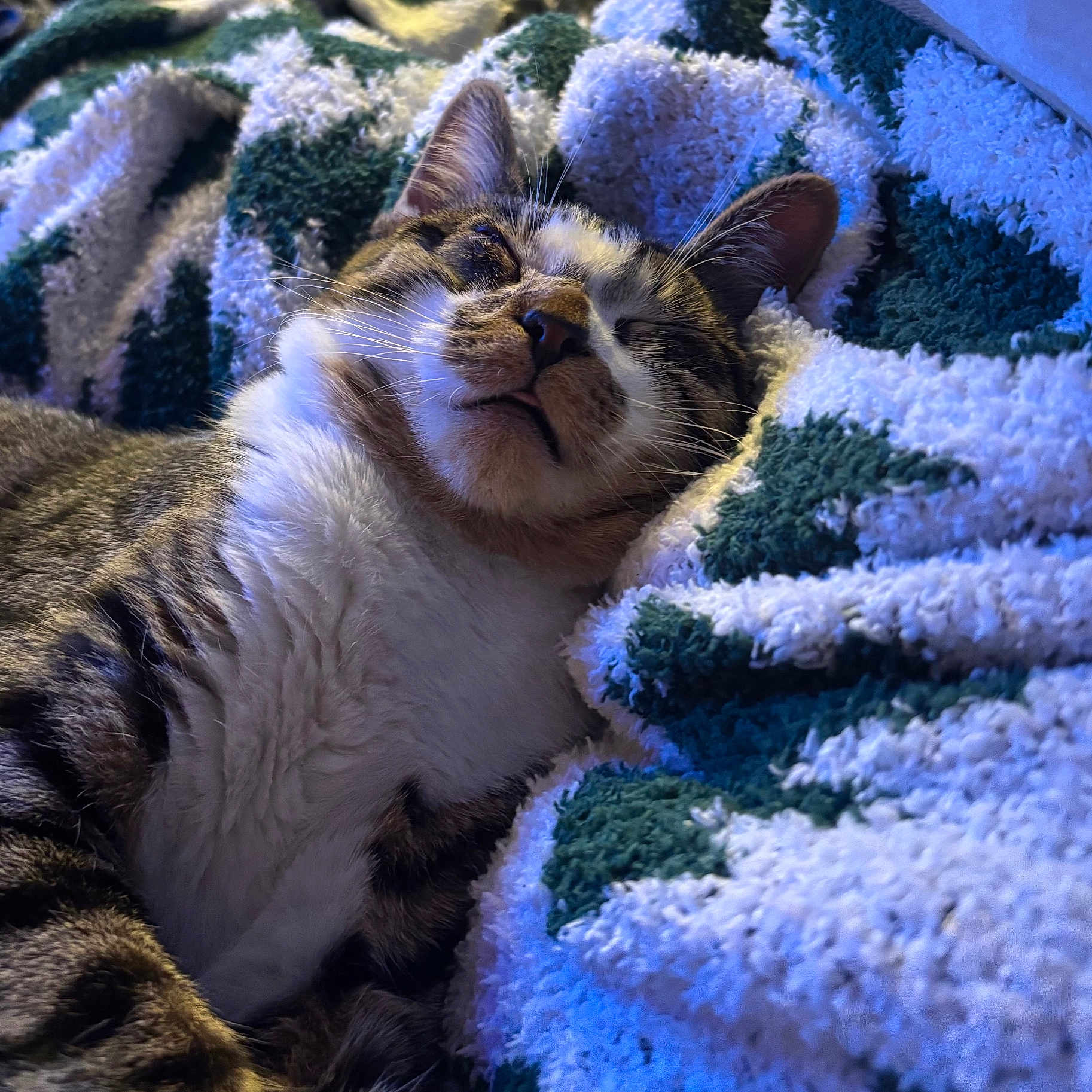 Ranpo joined the competition — help win amazing prizes! animal, blanket, cat, closeup, comfort, cozy, cute, domestic_cat, fluffy, fur, indoor, mammal, nap, pet, relaxed, resting, sleeping, soft, tabby, whiskers