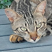 Arès participe au concours pour gagner de l'argent avec cette photo : cat, tabby, feline, animal, pet, close_up, portrait, sleepy, lying_down, paws, whiskers, green_eyes, striped_fur, ears, face, indoor, floor, wooden_floor, plant, relaxed